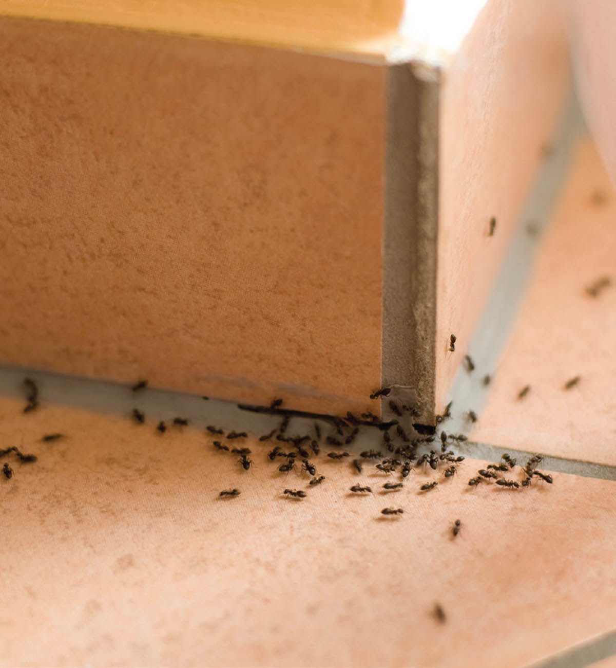 Homestead Hints — Control Ants